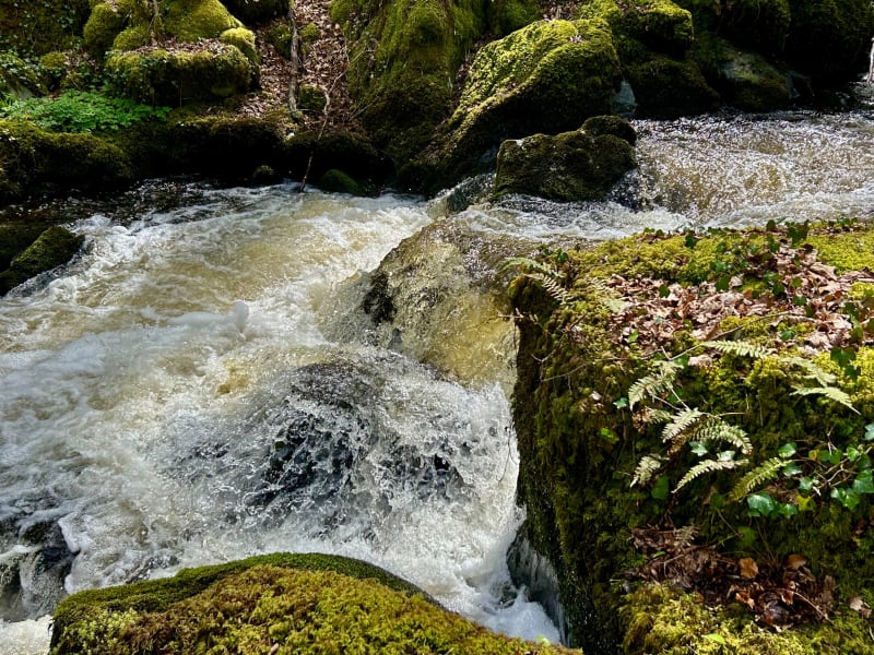 La forêt d’Epagne autour de Sauviat-sur-Vige - Saint-Amand-Jartoudeix