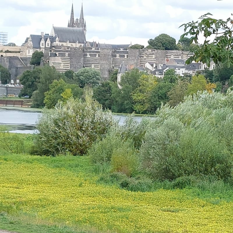 Bellebeille - Angers