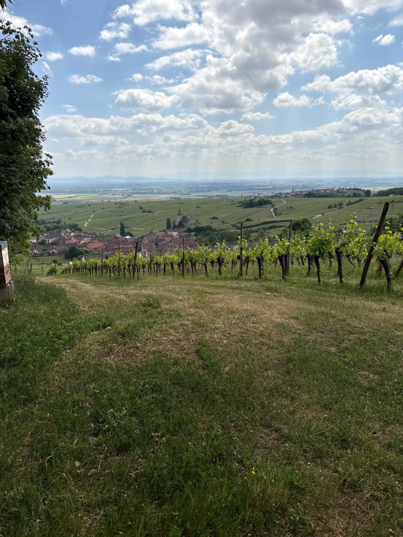 Petit tour d'Hunawihr par la forêt - Hunawihr