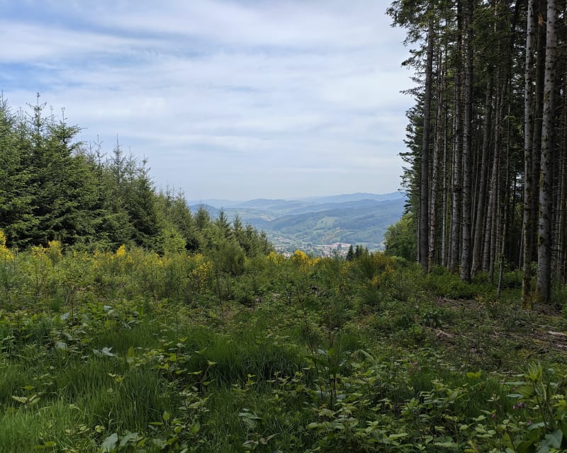 Balade sur les monts du Beaujolais et le Mont Saint-Rigaud - Deux-Grosnes