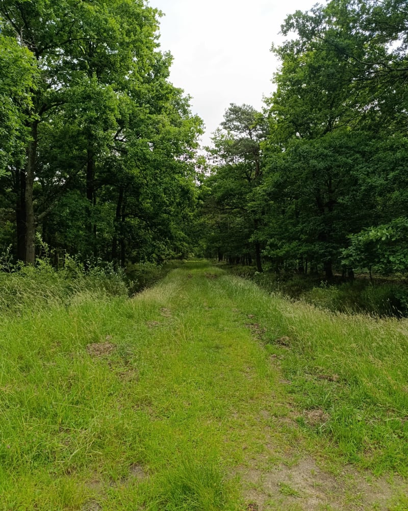 Marche dans la forêt de Sénart - Montgeron