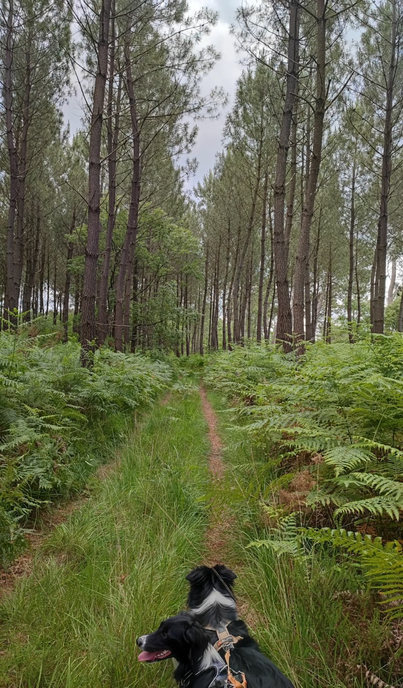 Petite balade à Salles en forêt - Salles