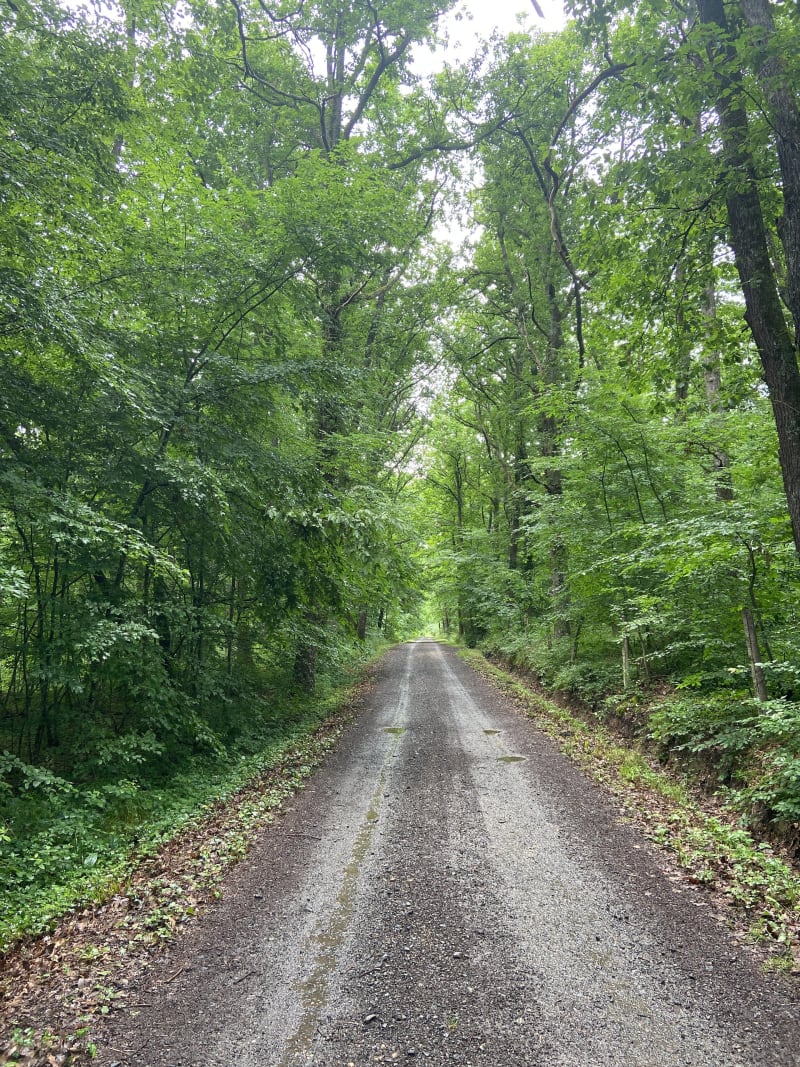Petite promenade en forêt de Bellerive-sur-Allier - Bellerive-sur-Allier