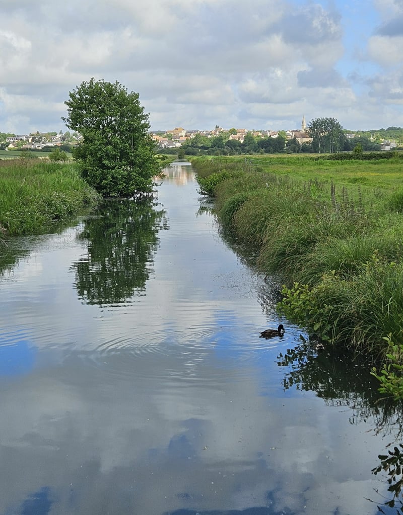 À la rencontre des cigognes à Janville - Janville