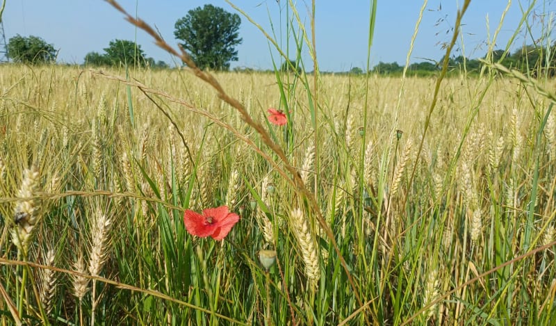 Petite randonnée autour de Rivières - Rivières