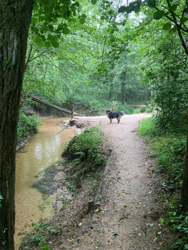 Jolie balade forêt de Feillens - Feillens