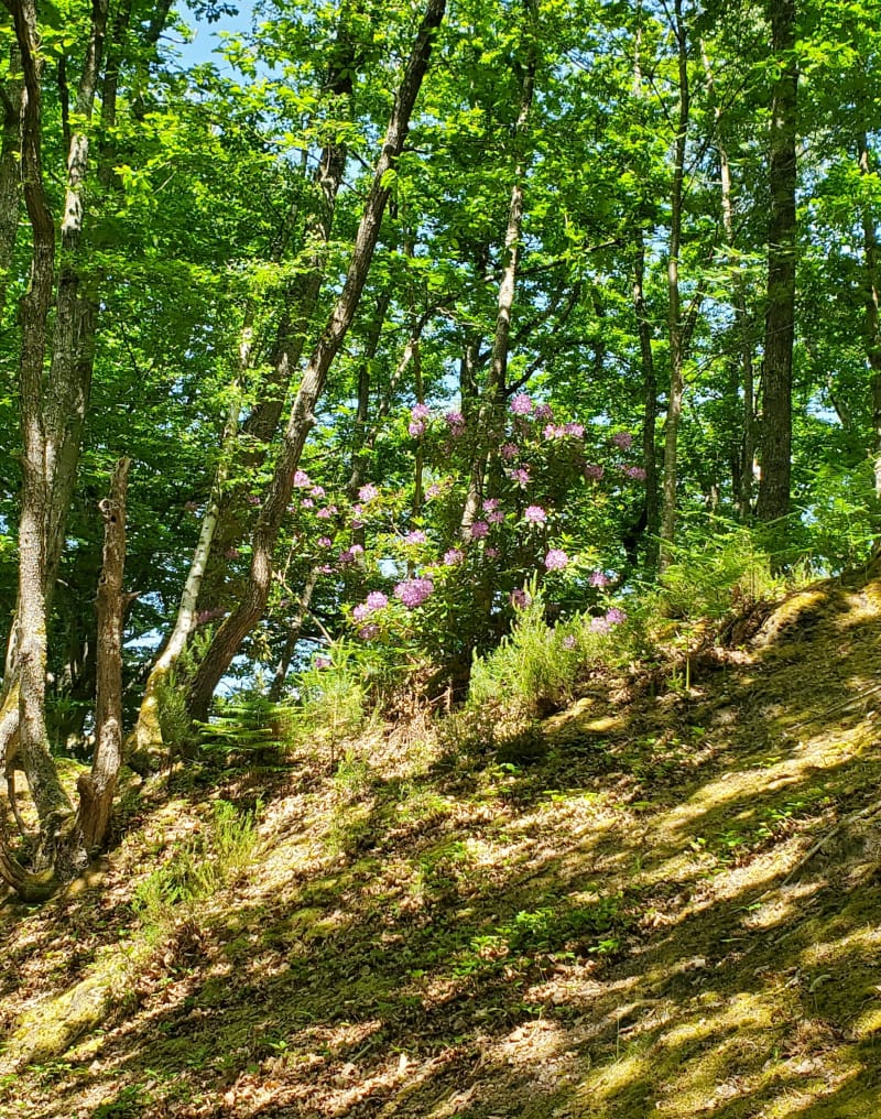Entre forêt et prairies à Adainville - La Boissière-École