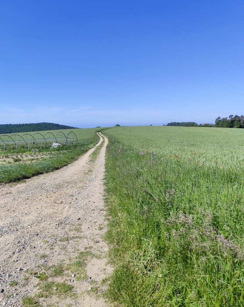 Boucle  St-Just-la-Pendue / St-Marcel-de-Féline - Saint-Just-la-Pendue
