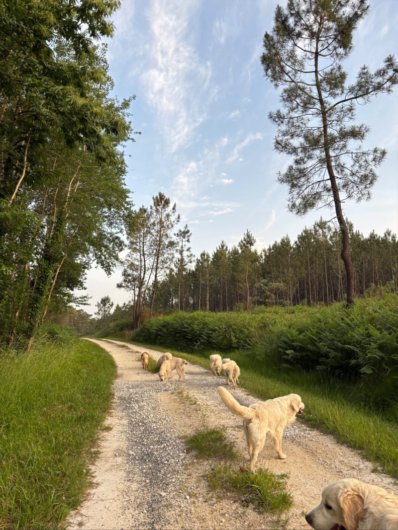 Promenade au calme a faire avec son chien - Baignes-Sainte-Radegonde
