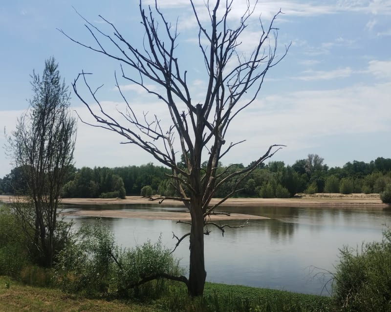Pouilly dans les vignes au départ du Coq Hardi - Pouilly-sur-Loire