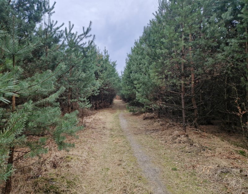 Wysoka Głogowska po sosonowym lesie - Wysoka Głogowska