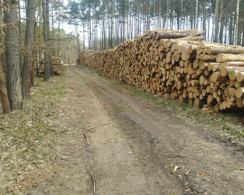 Trasa odrobinę wymagająca - Kursko