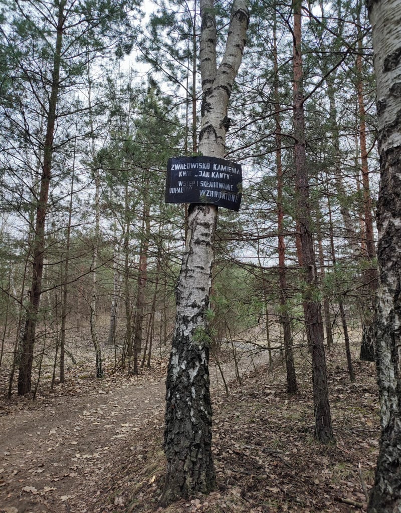 Dąbrowa Narodowa - las - Jaworzno