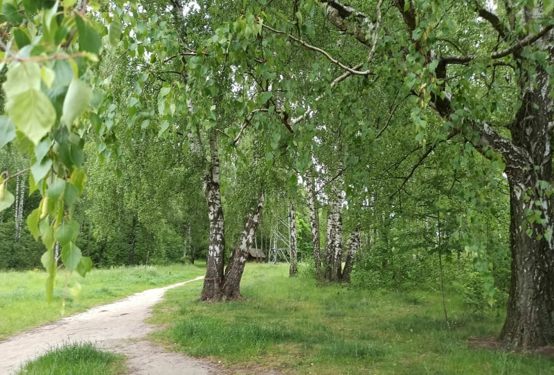 Las Łagiewnicki - Łódź