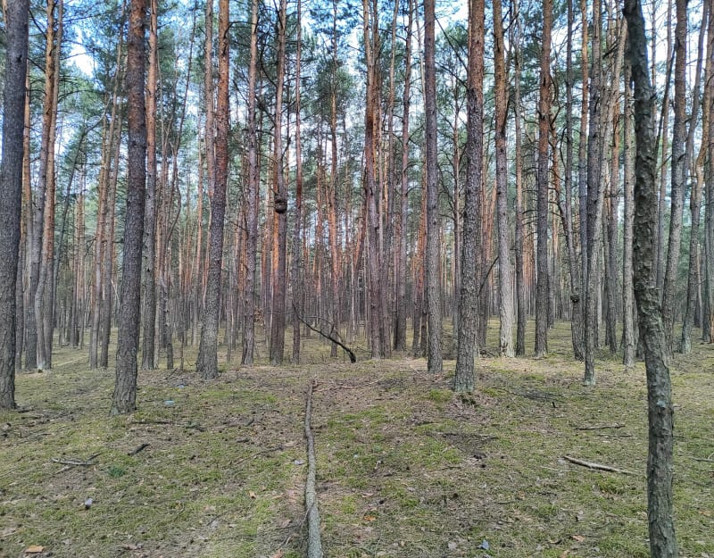 Pętelka spacerowa po Lesie Grabowskim - Zastocze