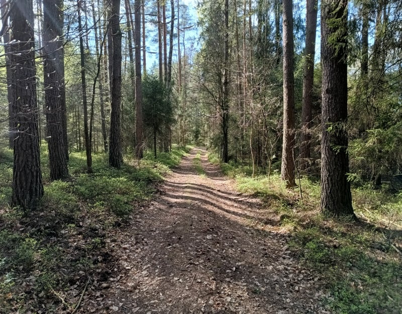 Lasy w Boronowie - Boronów