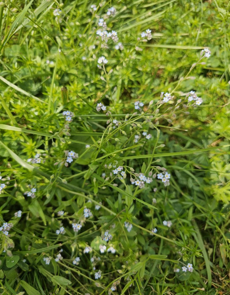 Autour de Boé par la voie verte - Agen
