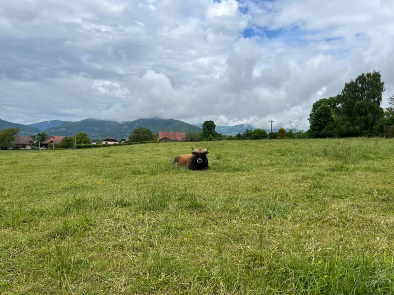 Balade tranquille pres de Peillonnex - Faucigny