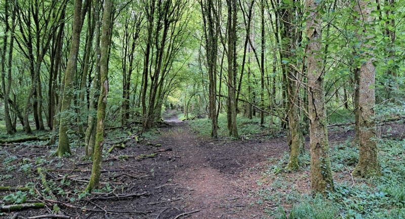 Forêt de Chenu et sentier des arbres remarquables - Chamoy