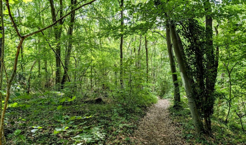 Boucle du Bois du Chesnay - Fontenay-Saint-Père