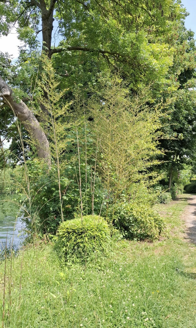 Boucle des Bords de Marne - Lagny-sur-Marne
