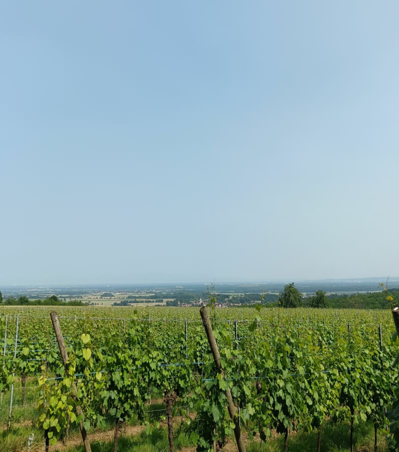 Balade en forêt de Wuenheim - Wuenheim