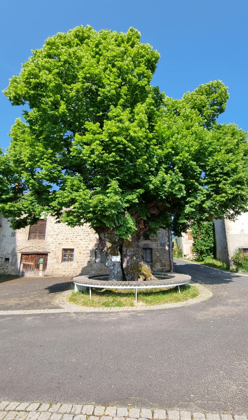 St Romain : le bonheur est dans les bois - Saint-Romain