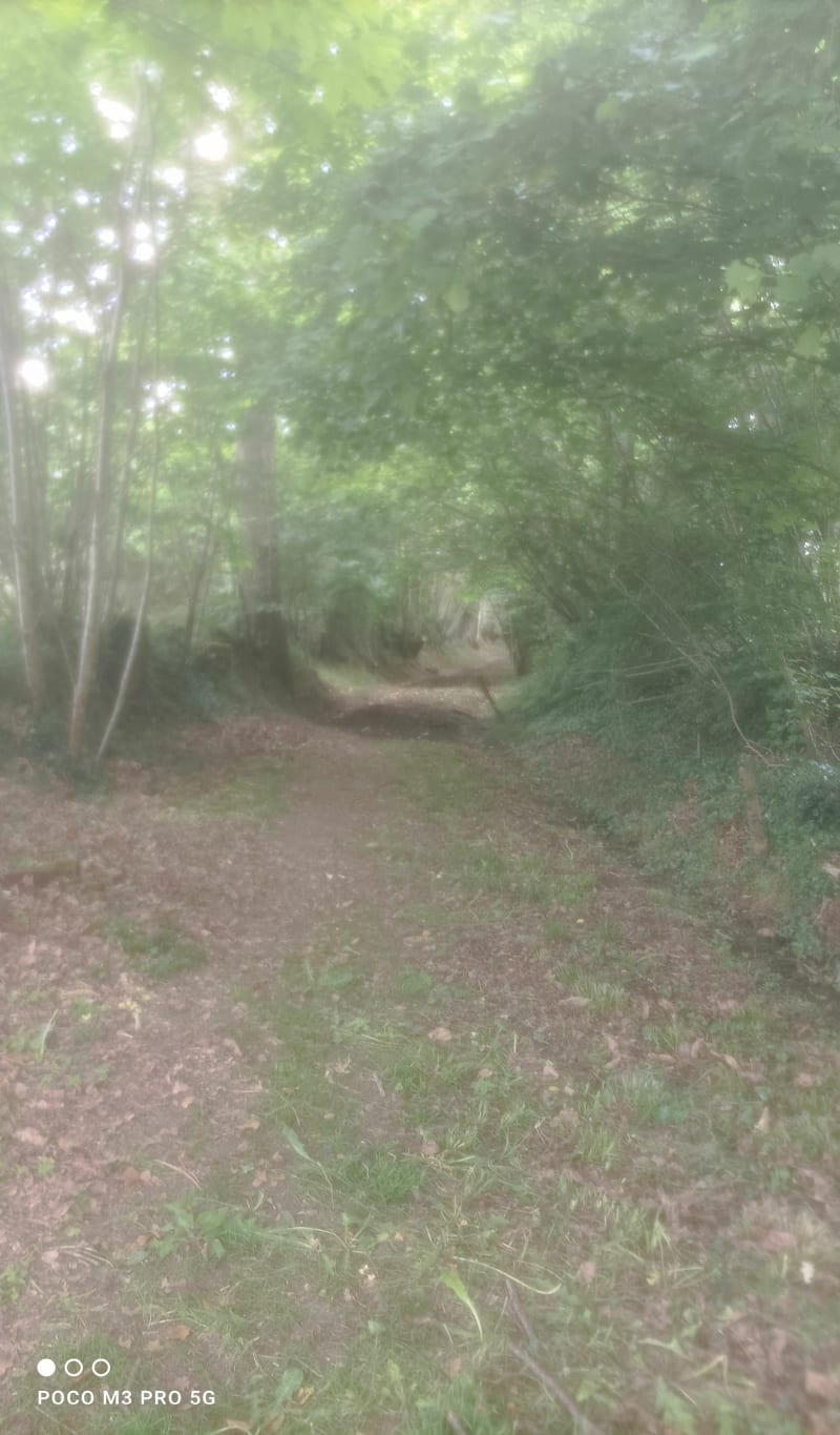 Jolie balade par l'Aumarin - Le Bourgneuf-la-Forêt