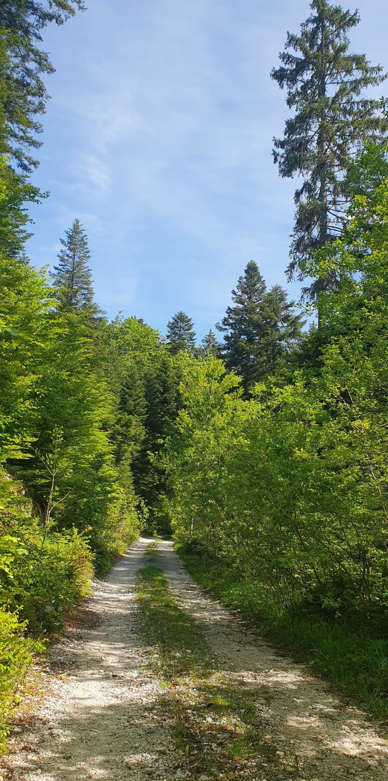 Morbier, les marais des Petits Valets - Morbier