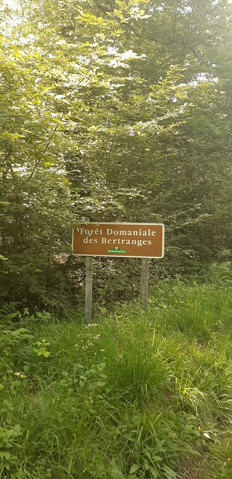 Forêt des Bertranges à vélo - Cornusse