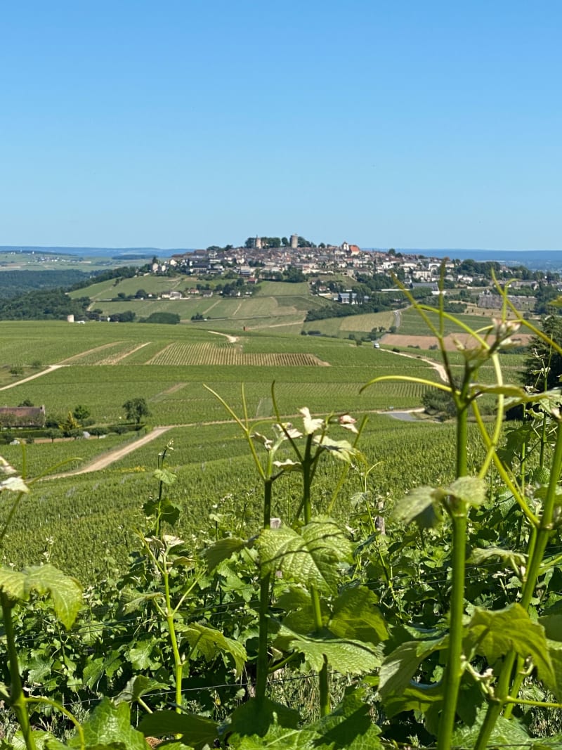 Au milieu des vignes de Saint-Satur - Saint-Satur