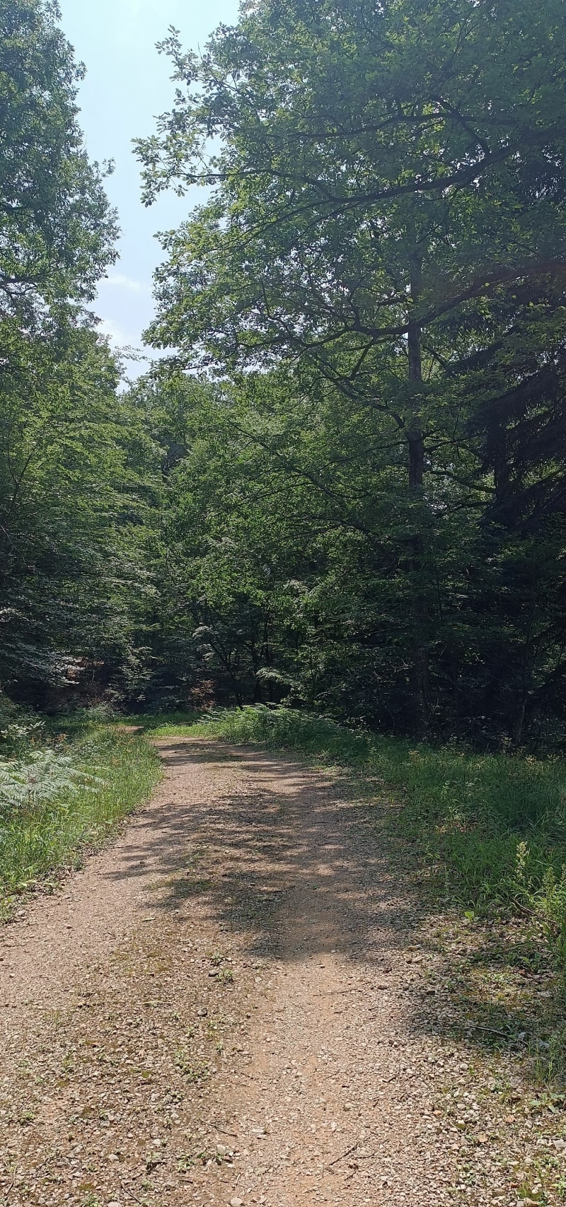 Balade en forêt de la Grésigne - Castelnau-de-Montmiral