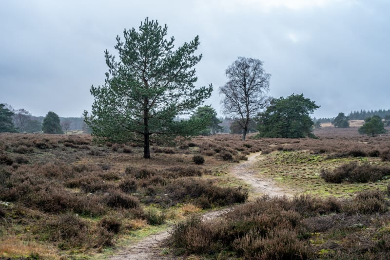 Wandelen in Loenermark, Gelderland - Loenen