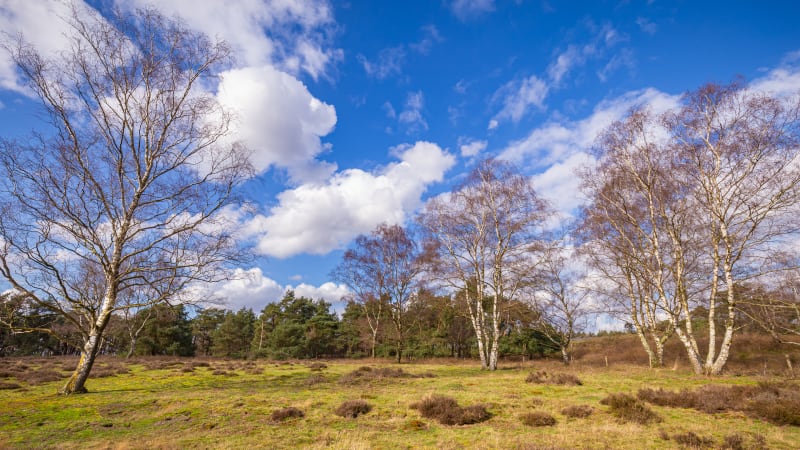 Wandelen in Wolfheze, Gelderland - Wolfheze