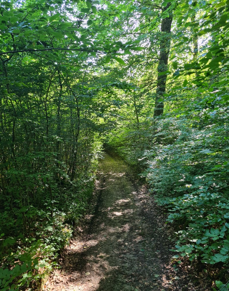Boucle depuis Messenas dans les sous-bois - Saint-Marcel-Bel-Accueil