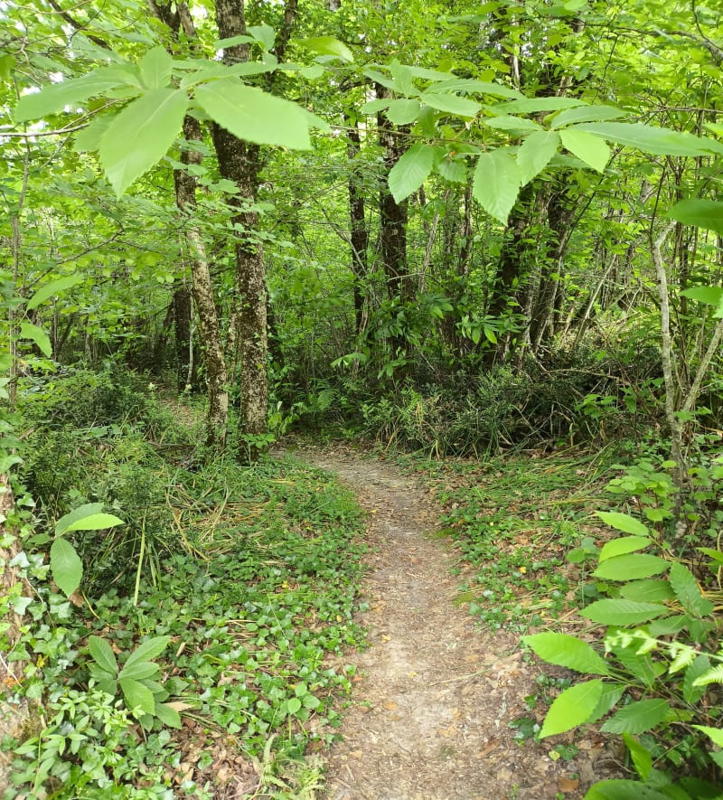 Dans les vallons de Chérac et Bois de la Chaume - Chérac