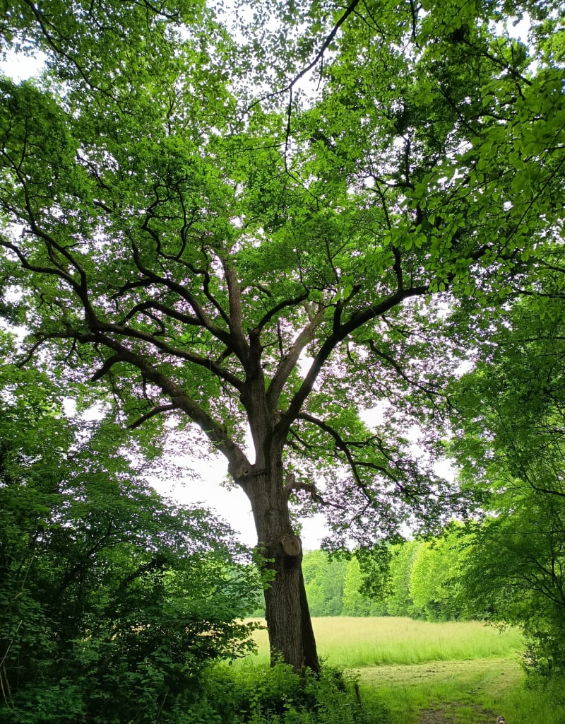 Alexandre, l'arbre remarquable d'Orleix - Orleix