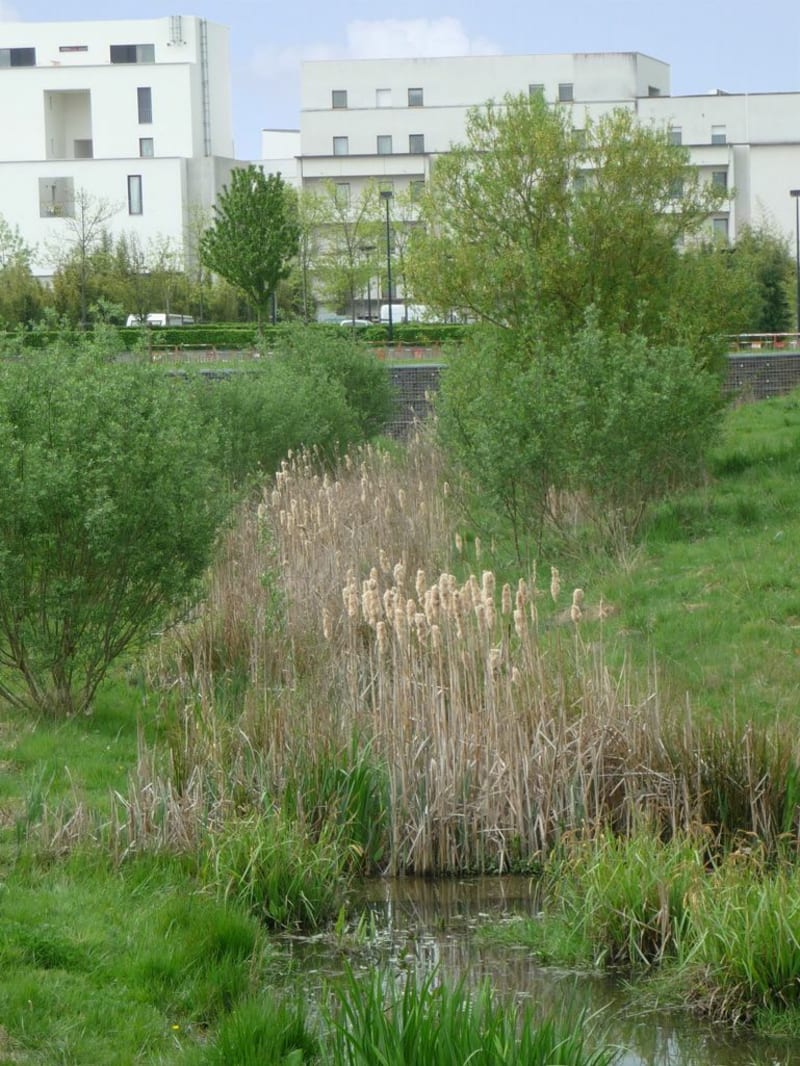 Balade Saint jacques de la Lande - Saint-Jacques-de-la-Lande