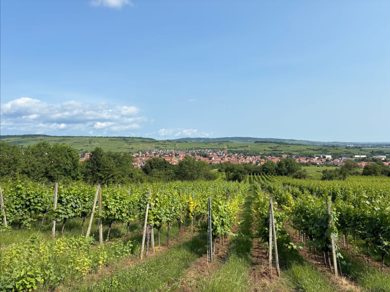 Autour du Bischenberg - Rosheim