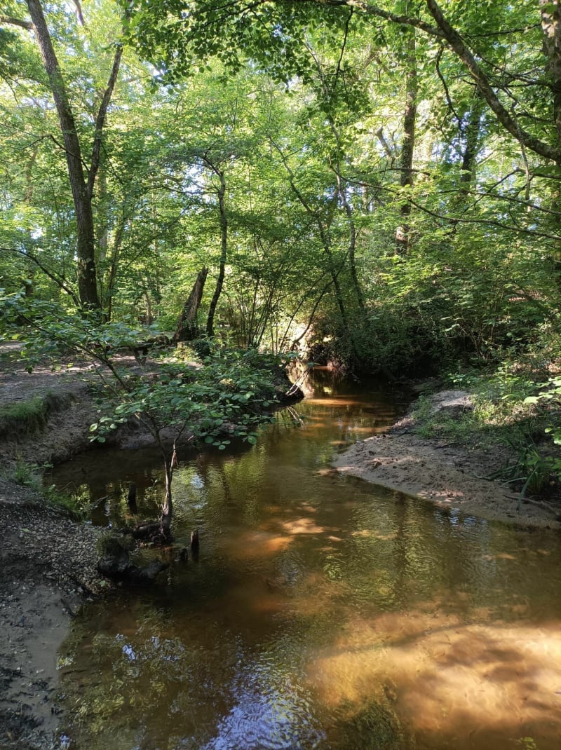 Balade des sources à Cestas - Cestas