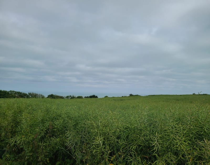 Balade pédestre Néville, Saint-Valéry-En-Caux,  Ingouville - Néville