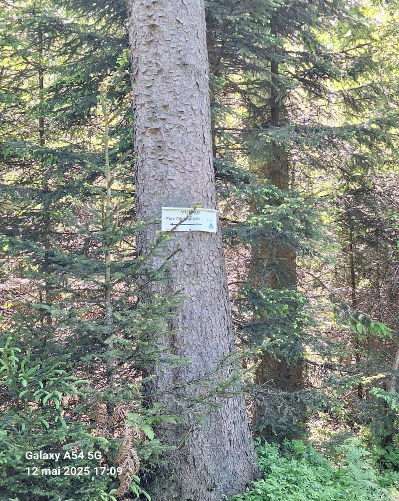 Boswandeling - Rendeux