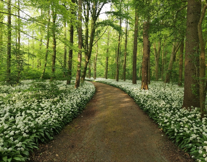 Minitour in het immense Amsterdamse bos - Amstelveen
