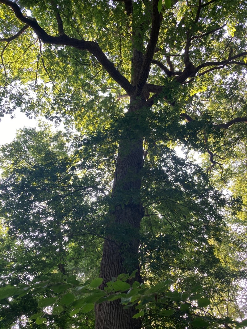 Sentier des arbres remarquables - Le Mans