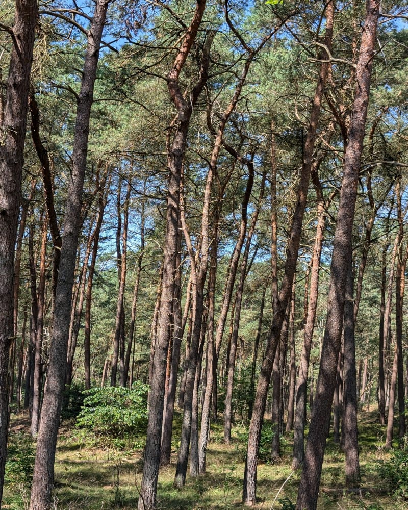 Rondrit op de Veluwe - Kootwijk