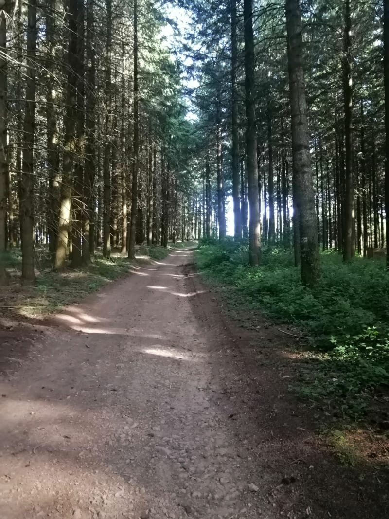 Sainte Agathe en Donzy balades entre champs et forêts - Sainte-Agathe-en-Donzy