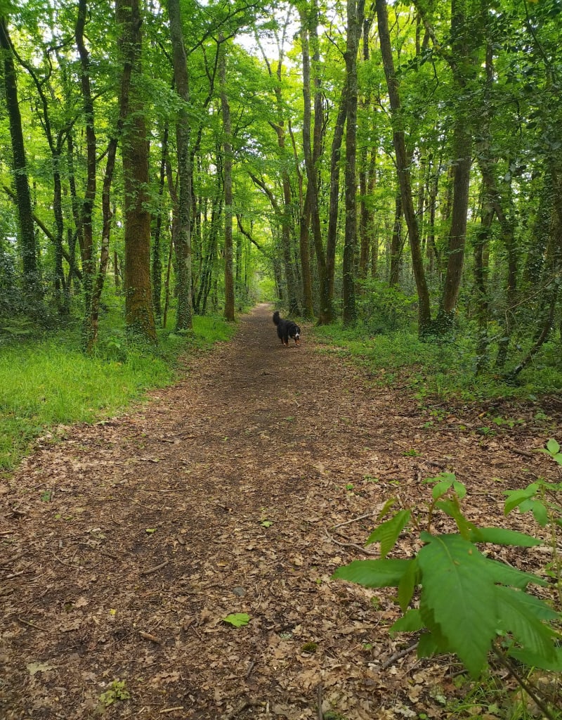 Bois du Breuil - Bouguenais
