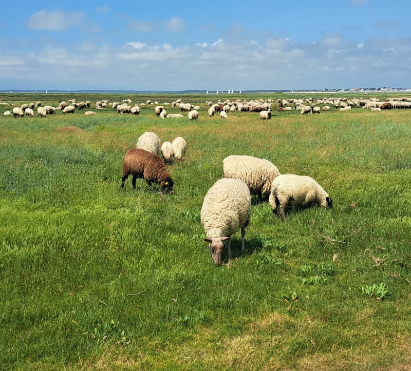 Balade de Saint-Valery-sur-Somme à Le Hourdel - Saint-Valery-sur-Somme