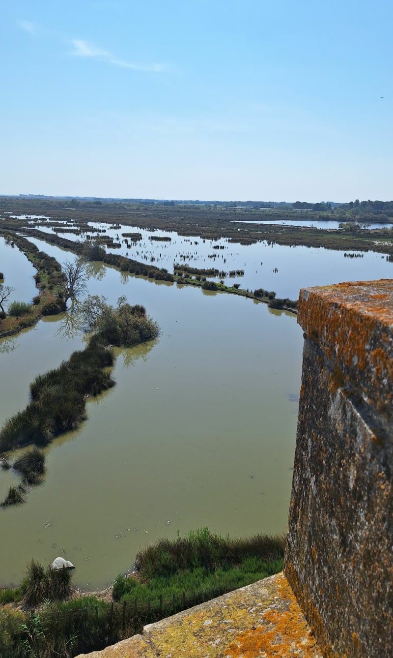 Balade dans la petite Camargue - Saint-Laurent-d'Aigouze