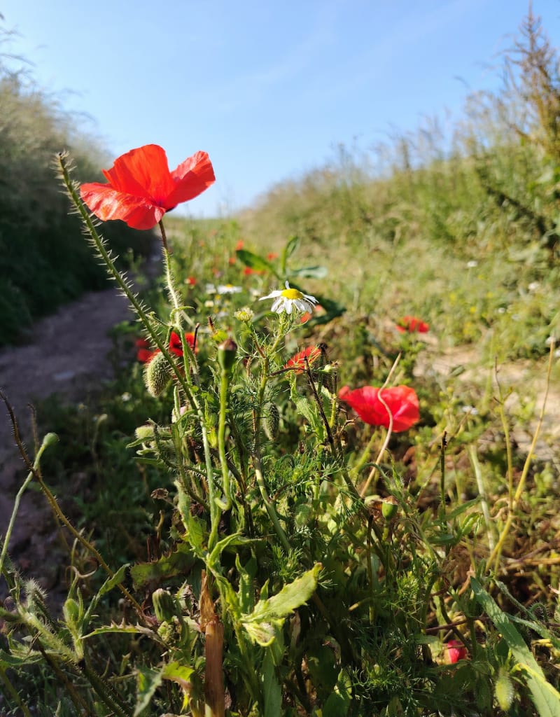Campagne alciaquoise - Auchy-au-Bois